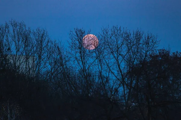 Uma Lua Cheia Coberta Com Galhos Árvores Nuas Céu Azul — Fotografia de Stock