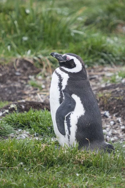 Çimlerin arasında duran sevimli siyah beyaz penguenin dikey görüntüsü. — Stok fotoğraf