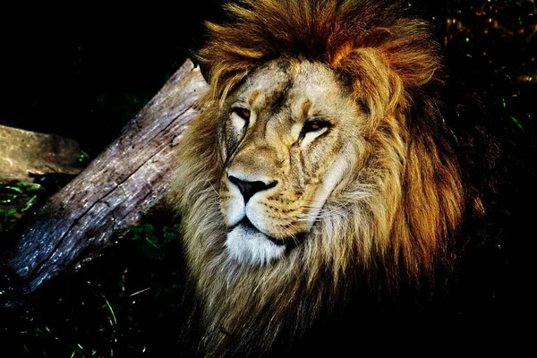 Крупный План Льва Сидящего Рядом Деревом Смотрящего Камеру — стоковое фото