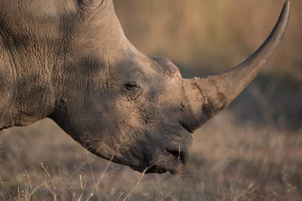 Gros Plan Rhinocéros Boueux Fond Flou — Photo