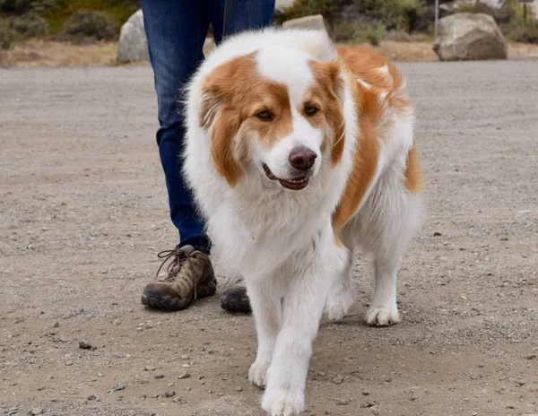 Sympathique Mignon Adulte Kooikerhondje Type Chien Promener Avec Son Propriétaire — Photo