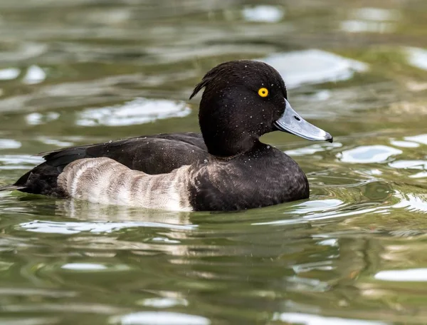 Beau canard Grand Fuligule mignon avec des yeux expressifs au milieu du lac — Photo