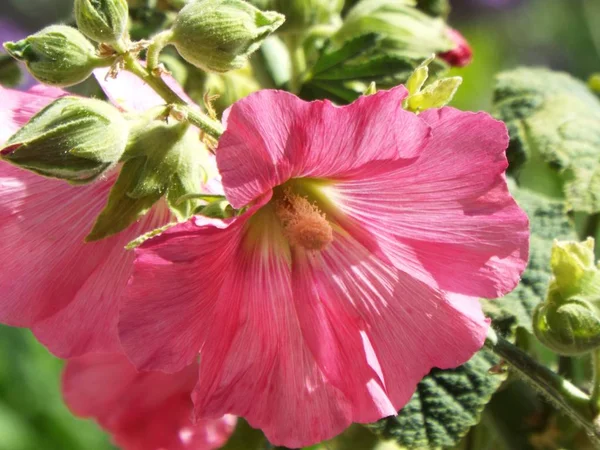 美しいピンクの木のマローの花の選択的なフォーカスショット — ストック写真