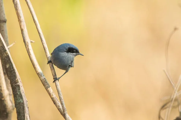 Κοντινό πλάνο από ένα μπλε-γκρι πουλί gnatcatcher σκαρφαλωμένο σε ένα κλαδί με θολή φόντο — Φωτογραφία Αρχείου