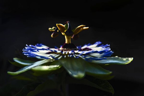Detailed view of an exotic blue flower with long leaves and a yellow center on a black background — Stock Photo, Image