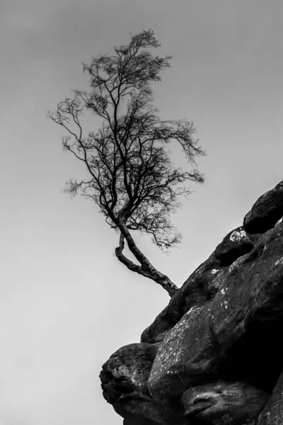 Disparo Vertical Escala Grises Árbol Que Crece Acantilado Rocoso —  Fotos de Stock