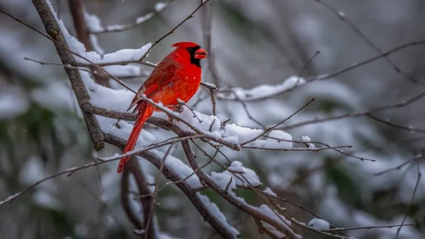 Nördlicher Kardinal Cardinalis Cardinalis Thront Auf Einem Schneebedeckten Zweig — Stockfoto