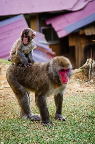 Pionowe ujęcie słodkiej interakcji między matką a małpami na środku pola — Zdjęcie stockowe