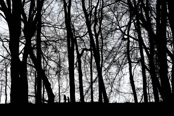 Uma Paisagem Uma Floresta Com Silhuetas Árvore Pessoas Contra Céu — Fotografia de Stock