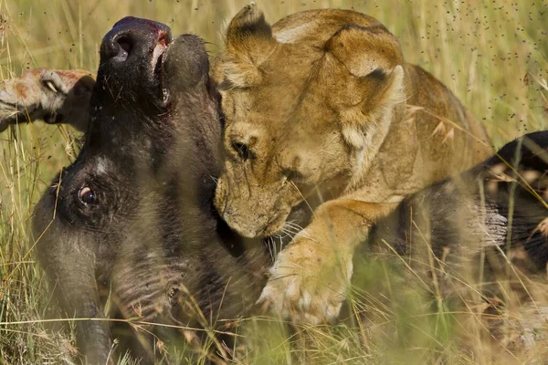 A little lion feeding from a dead black buffalo in the middle of the grass covered field