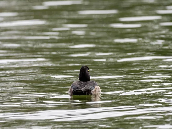 Czarno-biała kaczka z wyrazistymi oczami wisząca w jeziorze obserwując jego otoczenie — Zdjęcie stockowe