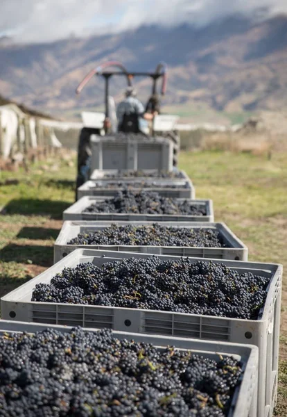 Colheita Vinha Central Otago Nova Zelândia Durante Dia — Fotografia de Stock