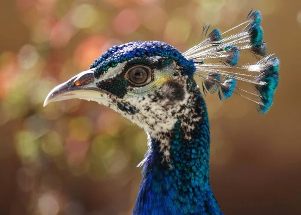 Tiro foco seletivo da cabeça de um pavão azul lindo no fundo embaçado — Fotografia de Stock