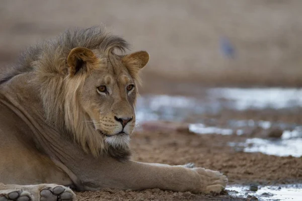 Выборочный фокус снимка красивого льва, лежащего на земле в пустыне — стоковое фото
