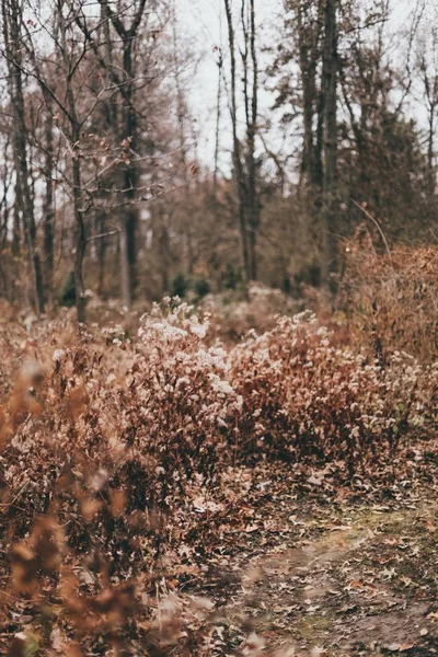 Närbild av vackra torra blad och växter i en skog under gyllene höst — Stockfoto