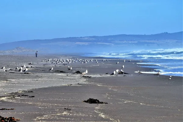 海の上の漁師と鳥は — ストック写真