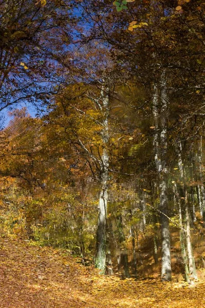 Вертикальный Снимок Отражений Деревьев Опавших Осенних Листьев Воде — стоковое фото
