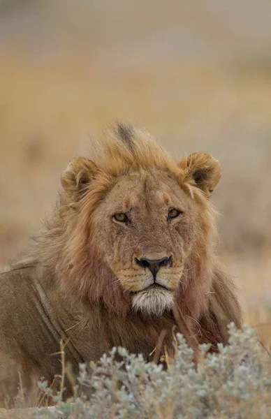 カメラの方を向いているライオンの垂直ショット — ストック写真