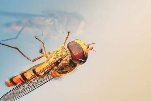 Nahaufnahme einer braunen Fliege, die auf einem Tisch mit einem schönen weißen Hintergrund spaziert — Stockfoto