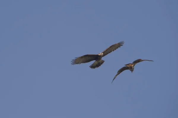 Baixo ângulo tiro de dois falcões voando alto em um fundo azul — Fotografia de Stock