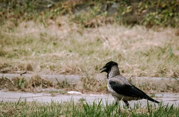 Eine Nahaufnahme Einer Krähe Die Auf Dem Grasbewachsenen Boden Mit — Stockfoto