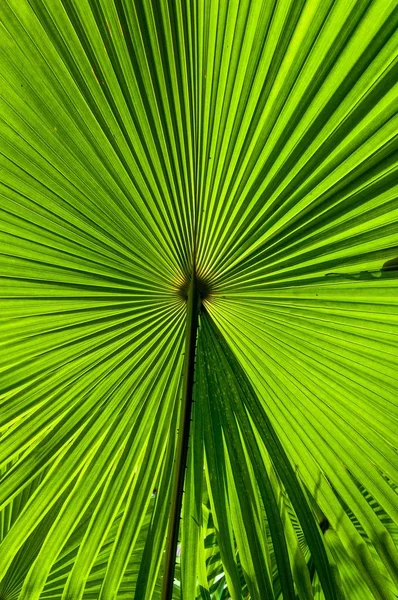 Primer plano vertical de hojas únicas de una hermosa planta que crece para traer belleza a la gente — Foto de Stock