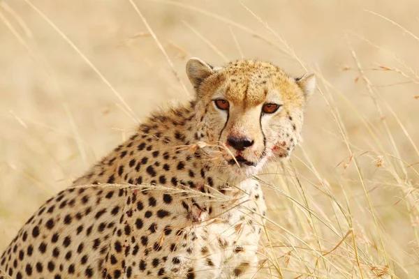 Una Messa Fuoco Selettiva Bellissimo Leopardo Africano Sui Campi Coperti — Foto Stock