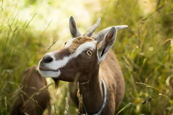 Brown feral goat in a grassy field during daytime — Stock Photo, Image