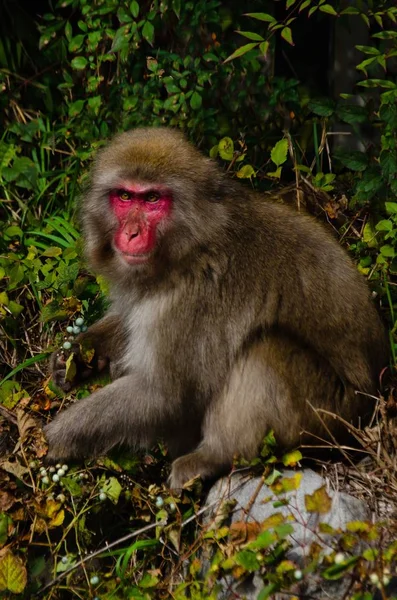 Closeup vertical tiro de um macaco no meio de uma floresta — Fotografia de Stock