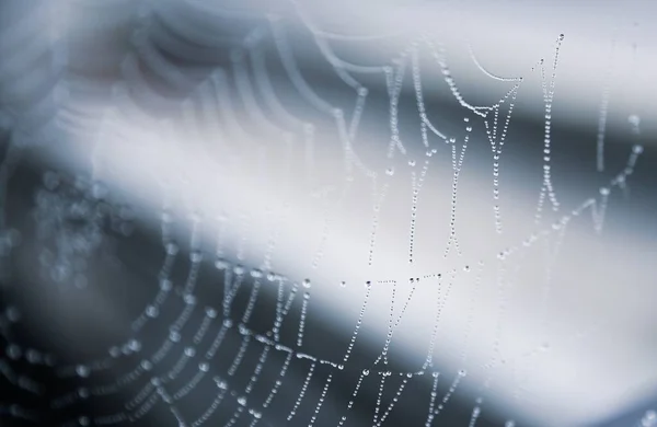 Selektivní zaostření malých průhledných kuliček v podobě pavučiny s rozmazaným pozadím — Stock fotografie