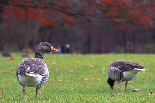 Zbliżenie brązowych kaczek spacerujących w parku z drzewami na rozmytym tle jesienią — Zdjęcie stockowe