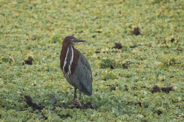 Héron vert unique oiseau dans un champ herbeux vert — Photo