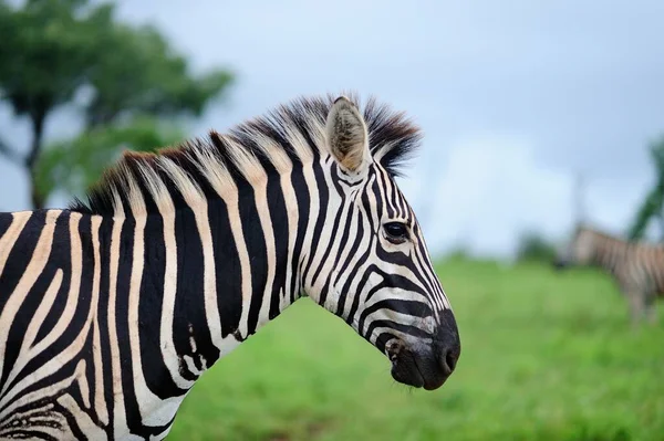Eine Selektive Fokusaufnahme Eines Schönen Zebras Auf Einem Mit Grünem — Stockfoto
