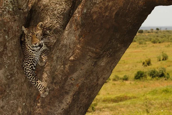 Krásný africký leopard sedí na velkém kmeni stromu uprostřed džungle — Stock fotografie