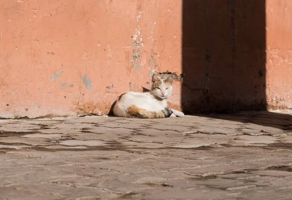 Niedliches kleines Kätzchen schläft auf dem Bürgersteig neben einer alten Mauer — Stockfoto