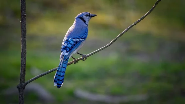 枝に青いジェイ シアノシッタ クリスタータ — ストック写真