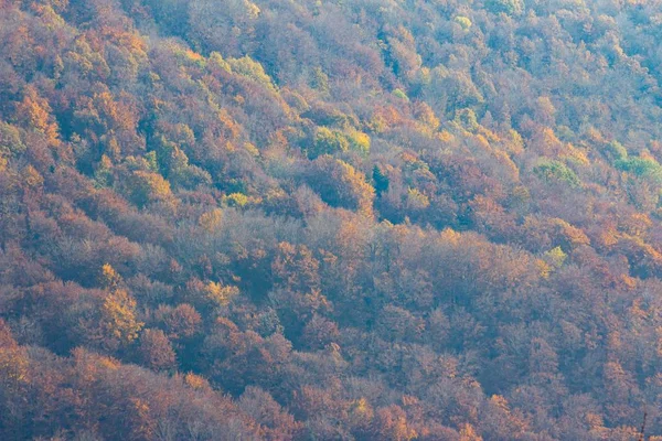 Kolorowe Drzewa Jesienią Górze Medvednica Zagrzebiu Chorwacki — Zdjęcie stockowe