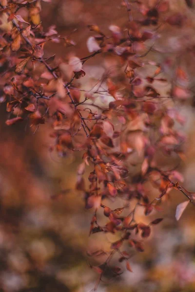 Крупним планом красиве сухе листя і рослини в лісі під час золотої осені — стокове фото