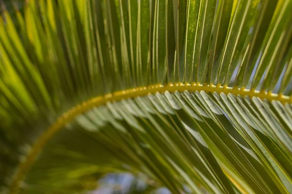 Detailní záběr listů exotické babassu rostliny na pozadí — Stock fotografie