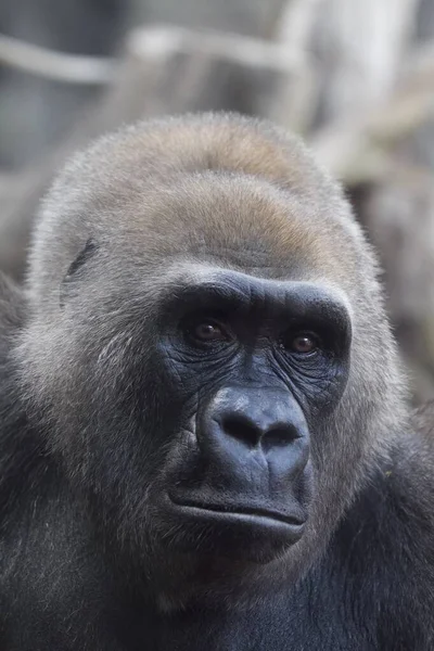 Una Toma Vertical Gorila Tierras Bajas Del Oeste Mirando Cámara — Foto de Stock