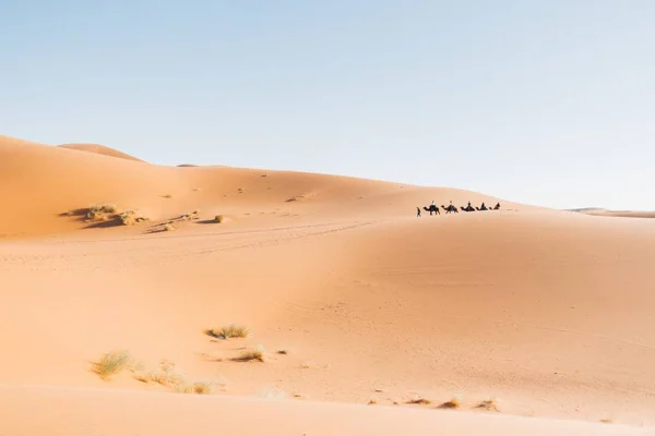 Una Carovana Cammelli Che Attraversa Deserto Erg Chebbi Marocco Africa — Foto Stock