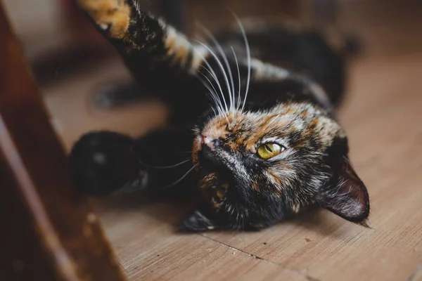 Lindo gatito marrón tendido en una superficie de madera y relajante con un fondo borroso —  Fotos de Stock