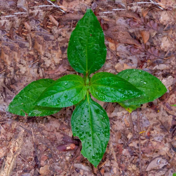 Detailní záběr jasně zeleného listu na zemi v lese po dešti — Stock fotografie