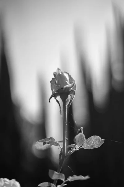 淡淡的背景上有蜘蛛网的玫瑰花朵的垂直灰度照片 — 图库照片