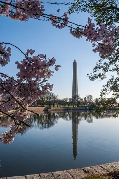 Washingtonský památník se odráží v přílivové pánvi rámované třešňovými květy — Stock fotografie