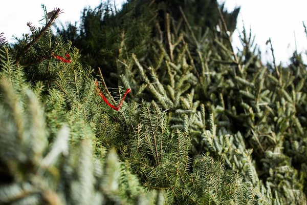 Lote de abetos amarrados na loja para decorações de Natal — Fotografia de Stock