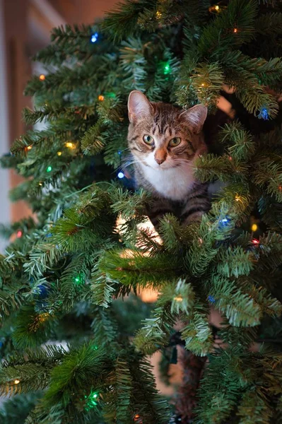 Vertikale Nahaufnahme einer niedlichen Katze, die hinter einem Weihnachtsbaum hervorlugt — Stockfoto