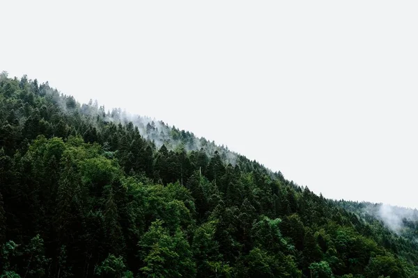 Bella vista degli alberi in una foresta pluviale nel tempo nebbioso — Foto Stock