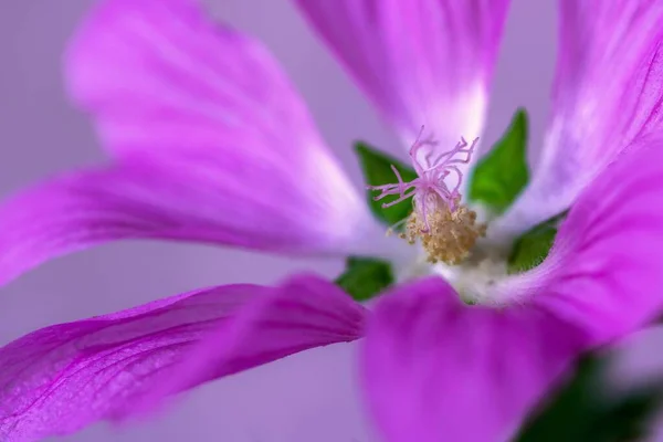 Close Pink Flower Studio — Stock Photo, Image
