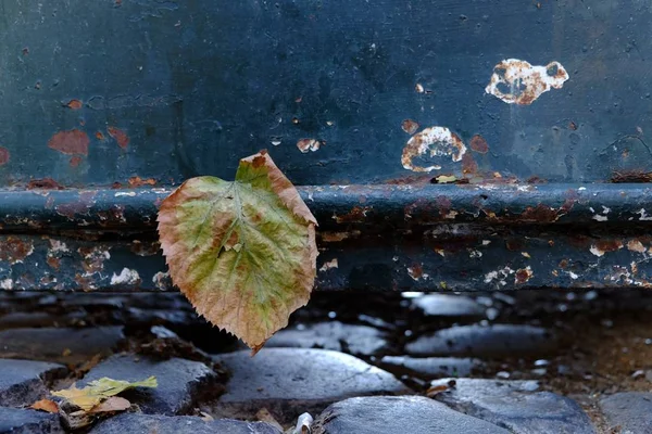 ポルトガルのリスボンの湿った石の地面に落ちる乾燥葉の選択的な焦点ショット — ストック写真